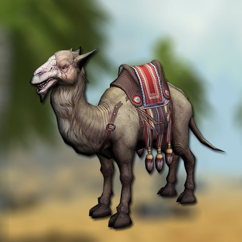 Desert camel
